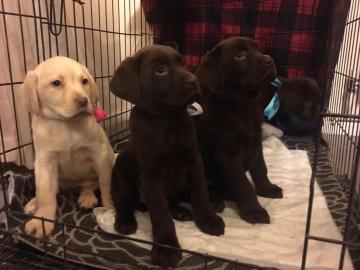 Labrador Welpen Haus aufziehen