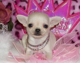 Chihuahua Welpen