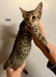 Atemberaubende Savannah-K?tzchen