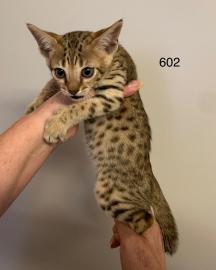Atemberaubende Savannah-K?tzchen