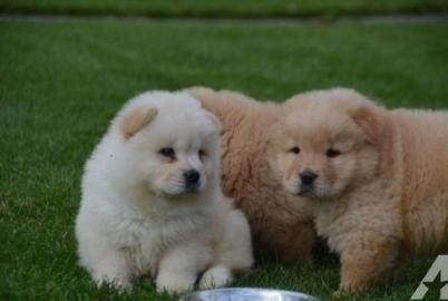 Wunderbare Chow-Chow Junge Welpen