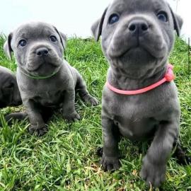 Gut erzogene und entz�ckende American St