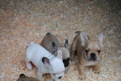 Wundersch�ne Franz. Bulldogge !