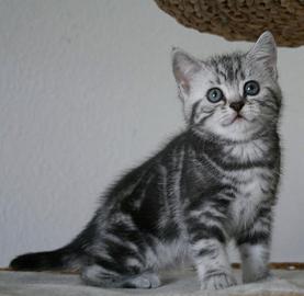 Silber tabby Britisch Kurzhaar K�tzchen