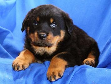 Rottweiler Welpen