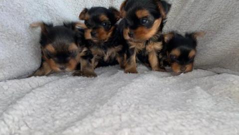 S?sse Mini Yorkshire Terrier Welpen what