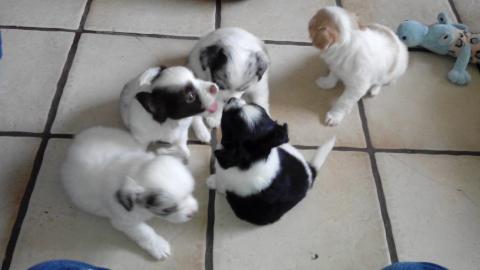Mini Chihuahua Babys  (Langhaar und.  Kur