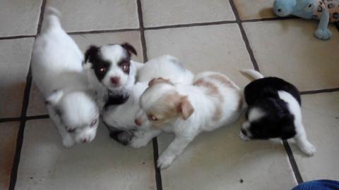 Mini Chihuahua Babys  (Langhaar und.  Kur