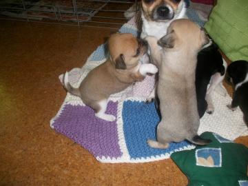 Mini Chihuahua Babys  (Langhaar und.  Kur