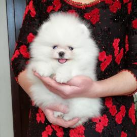 Jovial Teacup Pomeranian Pups Verf?gbar