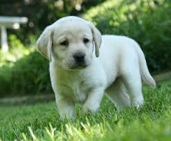 Vier Labrador Retriever Welpen
