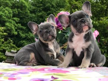 Franz�sische Bulldogge Welpen f�r Weihna