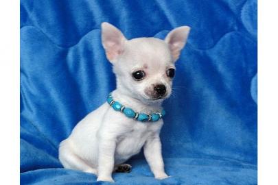 Chihuahua mini-toy 150 euros