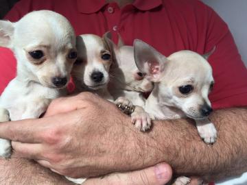Weihnachten Chihuahuawelpen KH/LH suche