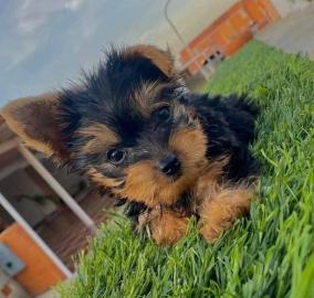 S?sse Mini Yorkshire Terrier Welpen What