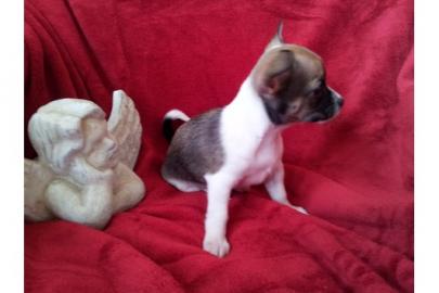 *-*-4 ++ Liebe Chihuahua Welpen, LH/KH*