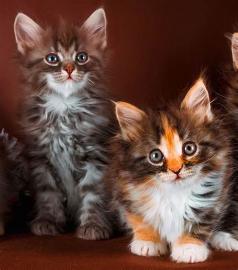 Stammbaum von Maine-Coon-K?tzchen