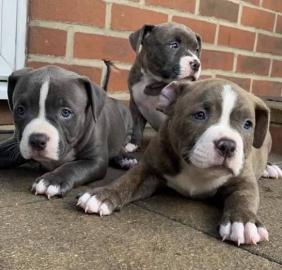 Blaunasiger #Pitbull-Welpen WhatsApp-Num