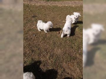 Reinrassige Bichon Friese Welpen