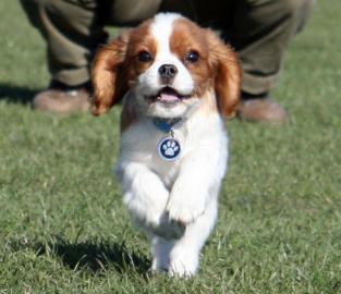 Cavalier King Charles Spaniel Welpen