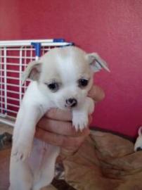 Weihnachten Mini-Chihuahua-Welpen mit P