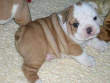 Englische Bulldoggenwelpen !