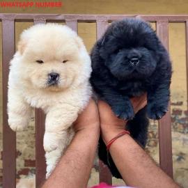 Sch?ne Chow-Chow-Welpen