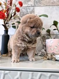 Sch?ne Chow-Chow-Welpen
