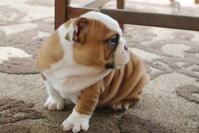 Englische Bulldogge-Welpen