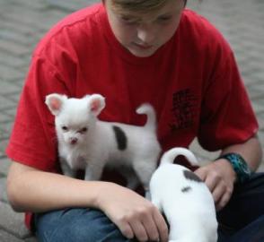 Reinrassige KH/LH Chihuahua Welpen