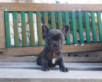 Franz�sische bulldogge Welpen
