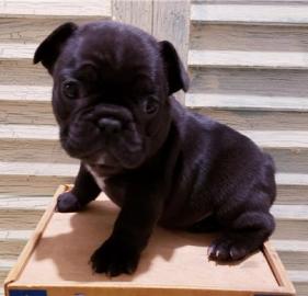 Franz�sische bulldogge Welpen
