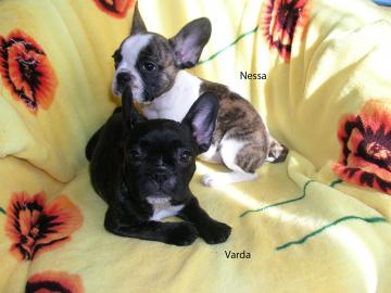 Franz�sische Bulldoggen Welpen