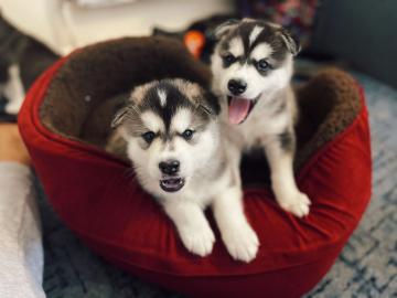 Siberian Husky Welpen