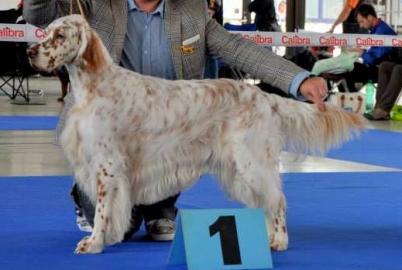 Welpen English Setter