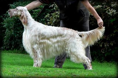 Welpen English Setter