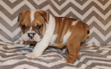 Englisch Bulldogge Welpen zur Annahme