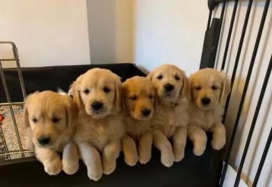 Golden Retriever Welpen zu verkaufen