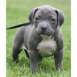 Pitbull blueline welpen zu verkaufen
