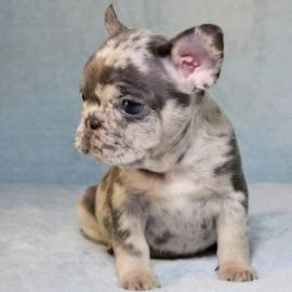 Sch�ne Franz�sische Bulldoggenwelpen