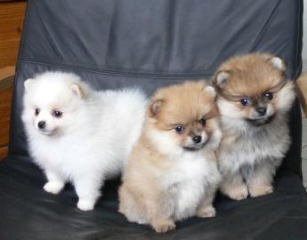 Perfekte Reinrassige Pomeranian Welpen