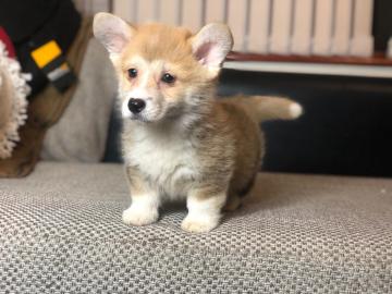 Welsh Corgi Pembroke Welpen zu verkaufen