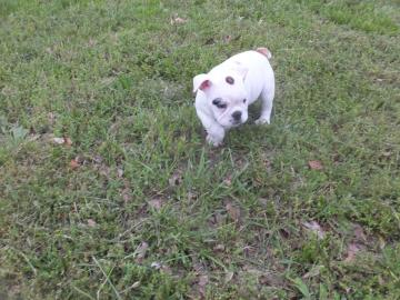 Englische Bulldogge Welpen mit Papieren