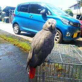 Graupapageien babys und macaw papageien