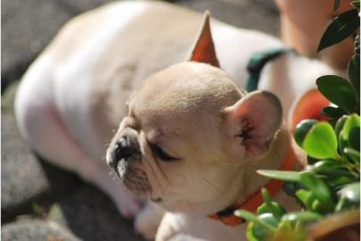 Franz- Bulldogg. Welpen