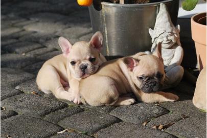 Franz- Bulldogg. Welpen