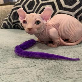 Baby kitten mit papieren