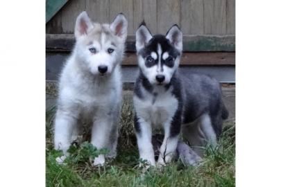 Sibirian Sibirische Siberian Husky Welpe