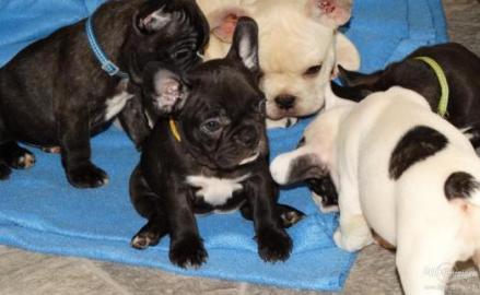 Wundersch�ne Franz. Bulldogge Welpen!,