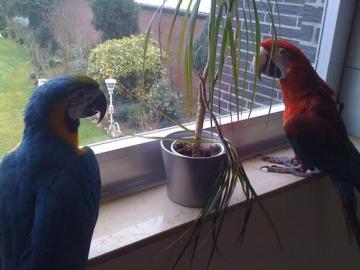 Paar Reden Macawpapageien